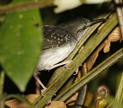 פאזל של Sclateria naevia