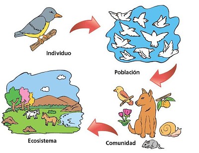 פאזל של Individuo, PoblaciÃ³n, Comunidad, Ecosistema