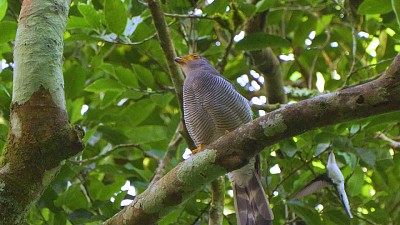 Falco di foresta barrato