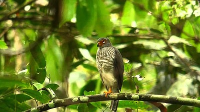 Falco di foresta golagrigia