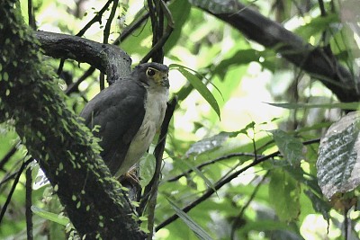Falco di foresta di mirandolle