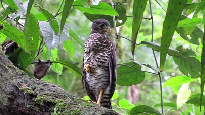 פאזל של Falco di foresta dal collare