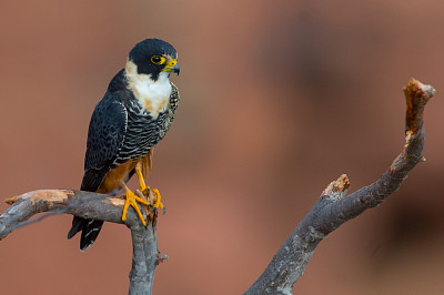 Falco di pipistrello