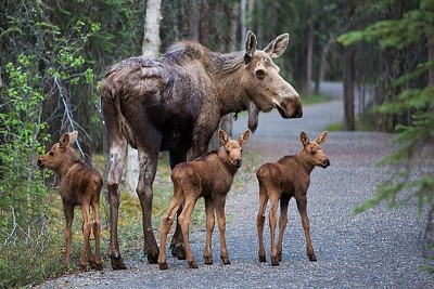 Momma moose and triplets