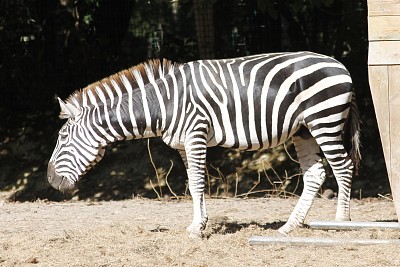 פאזל של zebre