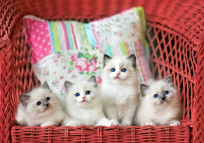 gatitos bebes