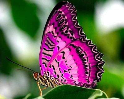 פאזל של mariposa