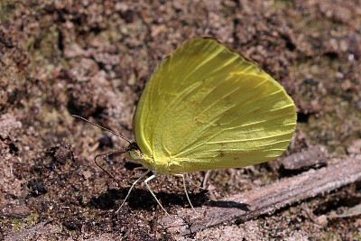 Eurema venusta