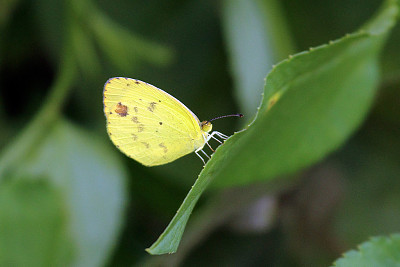 Eurema lisa jigsaw puzzle