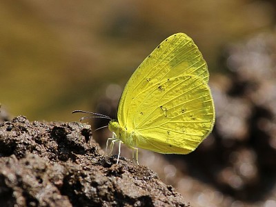 Eurema hecabe jigsaw puzzle