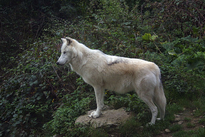 Lupo del fiume di mackenzie