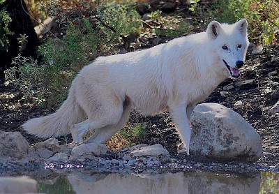 Lupo della tundra d   'alasca jigsaw puzzle