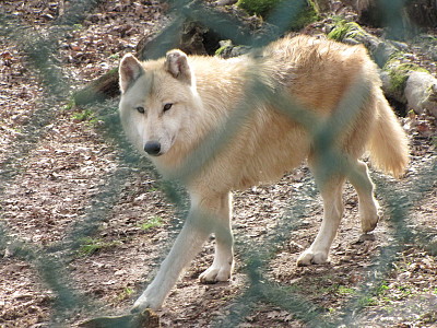 Lupo grigio della tundra