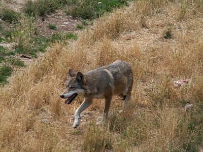 Lupo grigio degli appennini