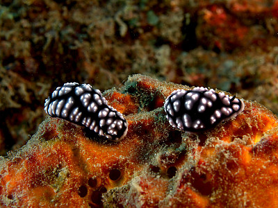 Phyllidia pustulosa