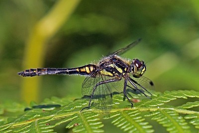 פאזל של Sympetrum danae