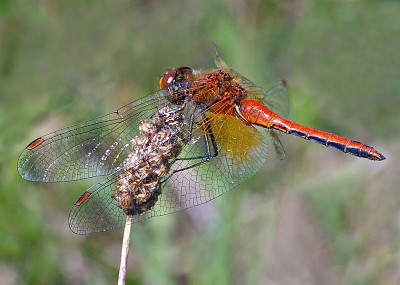 פאזל של Sympetrum flaveolum