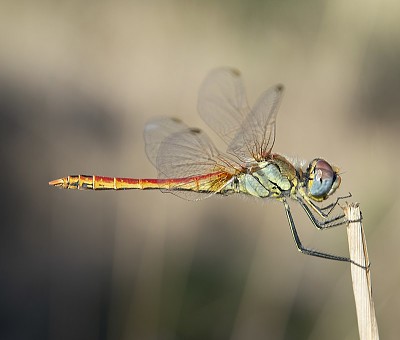 פאזל של Sympetrum fonscolombii