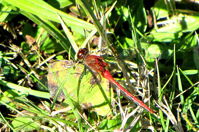 Sympetrum internum