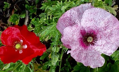 Poppies 2 jigsaw puzzle