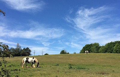 Horses and Clouds