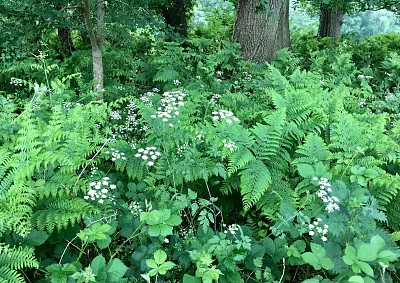 Woodland flora