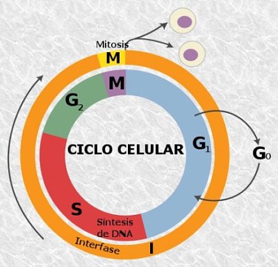 פאזל של CuÃ¡les son las fases del ciclo celular.