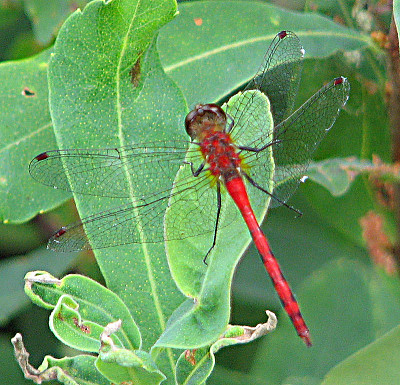 פאזל של Sympetrum obtrusum