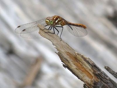 Sympetrum pallipes jigsaw puzzle