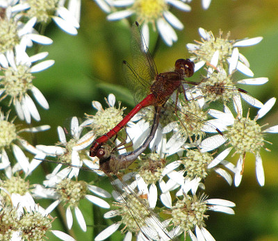 פאזל של Sympetrum rubicundulum