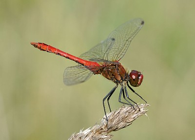 פאזל של Sympetrum sanguinerum