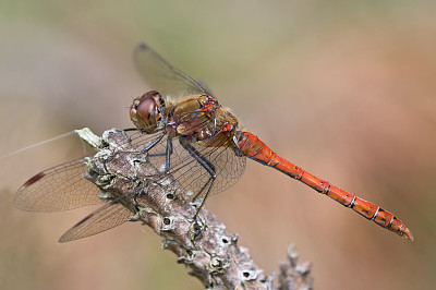 Sympetrum semicinctum