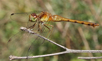 Sympetrum vicinum