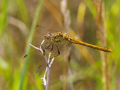 פאזל של Sympetrum vulcatum