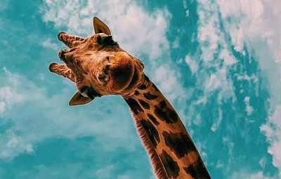 Friendly giraffe