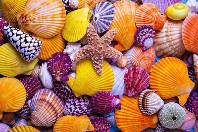 Shades of yellow, orange and purple sea shells