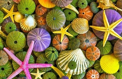 Shades of green, yellow and pink sea shells