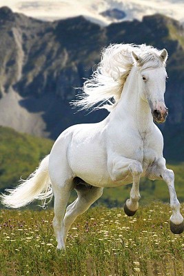 caballo blanco