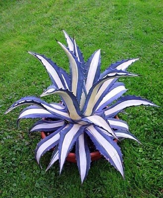 cactus azul