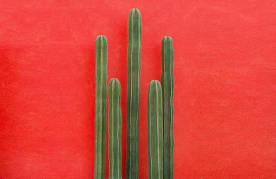 Cacti on red wall