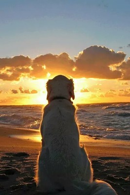 perro viendo el atardecer