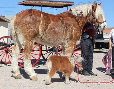 פאזל של pony