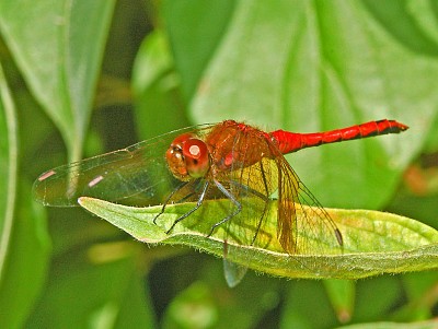 Sympetrum semicinctum