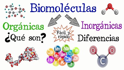 פאזל של Biomoleculas