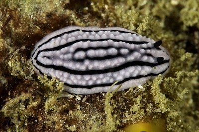 פאזל של Phyllidiella zeylanica