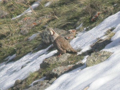 Tetragallo dell 'Himalaya