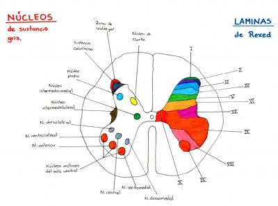 nÃºcleos y laminas