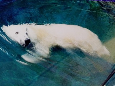 Polar