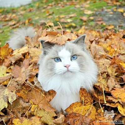 Gato nas folhas