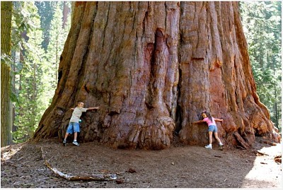 Sequoiadendron giganteum jigsaw puzzle